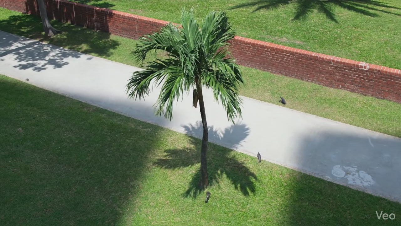 ビデオをロード: 